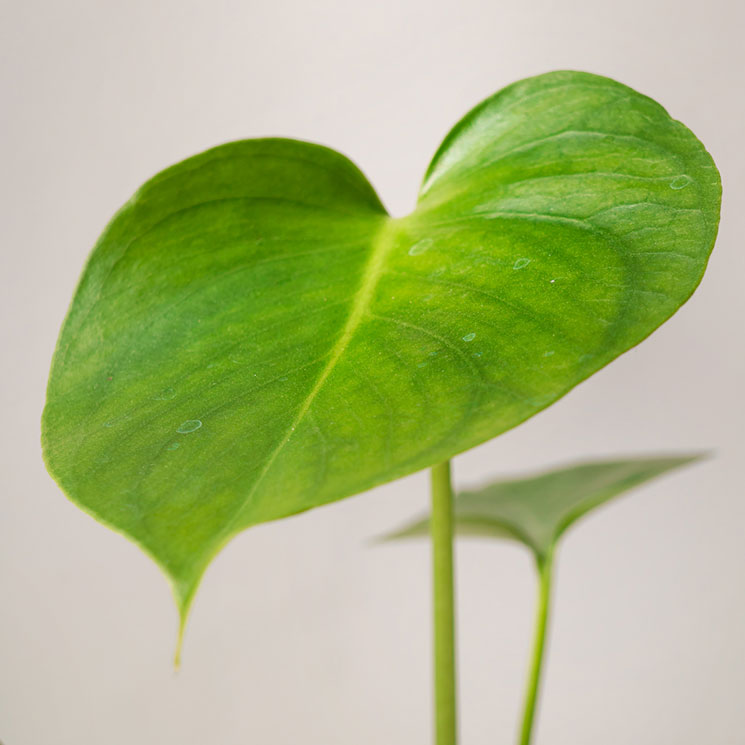 Monstera mini