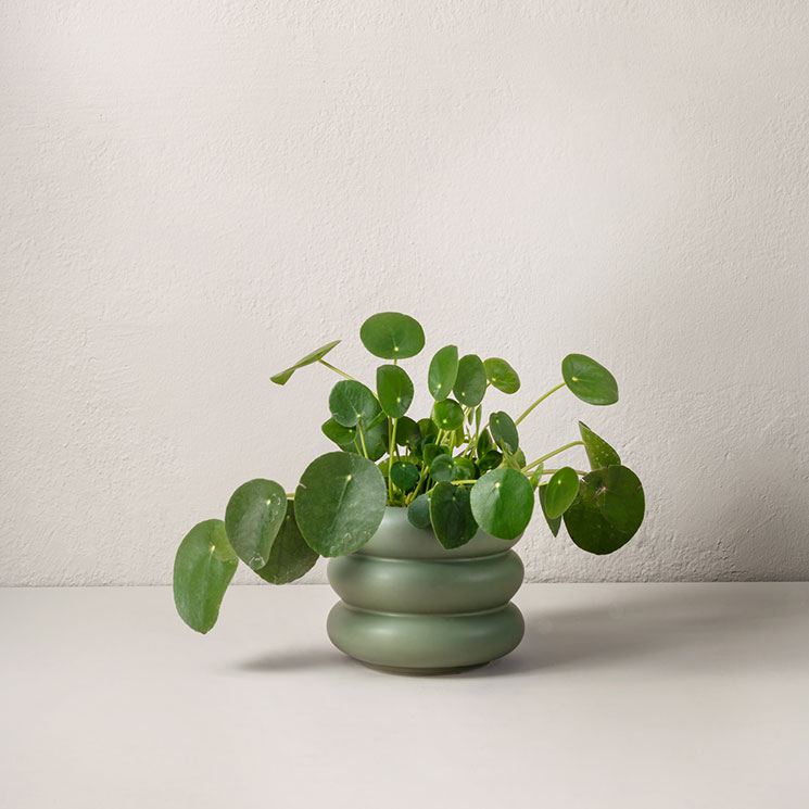Elefantöra 25 cm