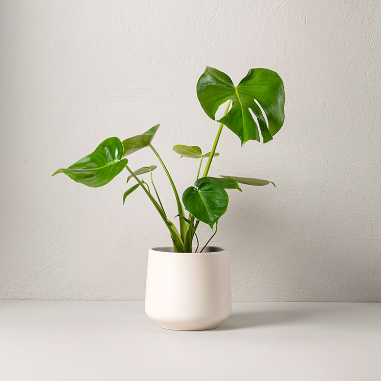 Monstera 50 cm