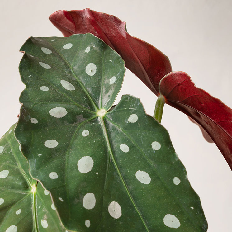 Forellbegonia