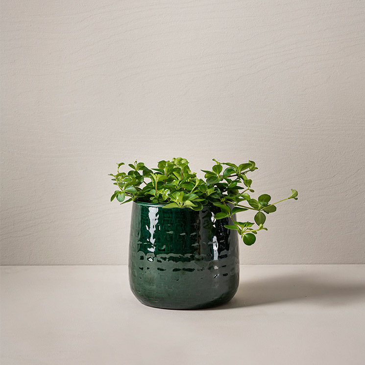 Linspeperomia