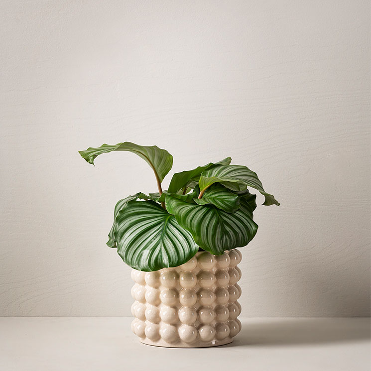 Rundcalathea