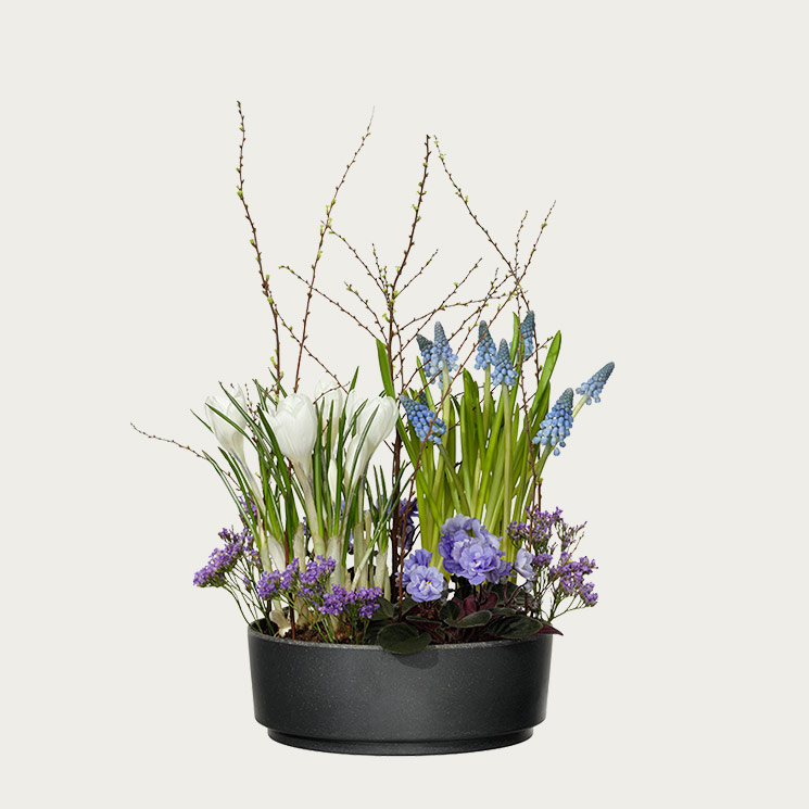 Plantering vårblomster