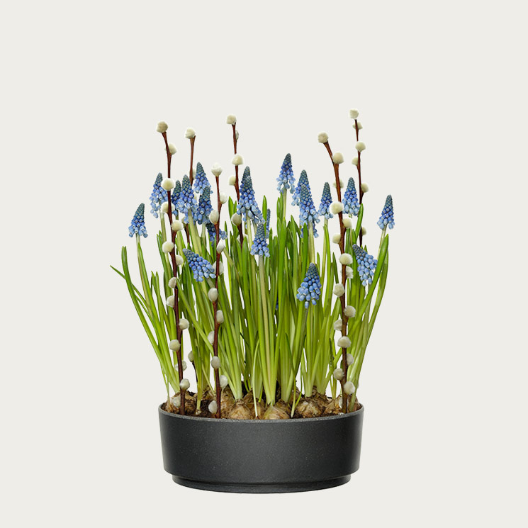 Plantering pärlhyacint