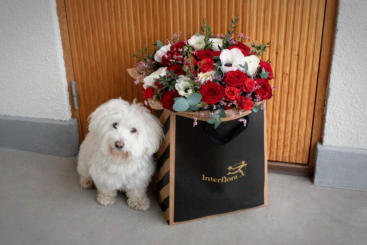 Blommogram-kasse-med-hund-Alla-Hjärtans-dag-2024-2.3.jpg