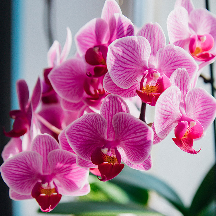 orkide-plantering-shutterstock-5-blommande-växter.jpg