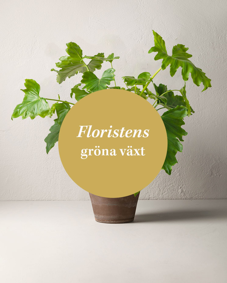 Floristens gröna krukväxt